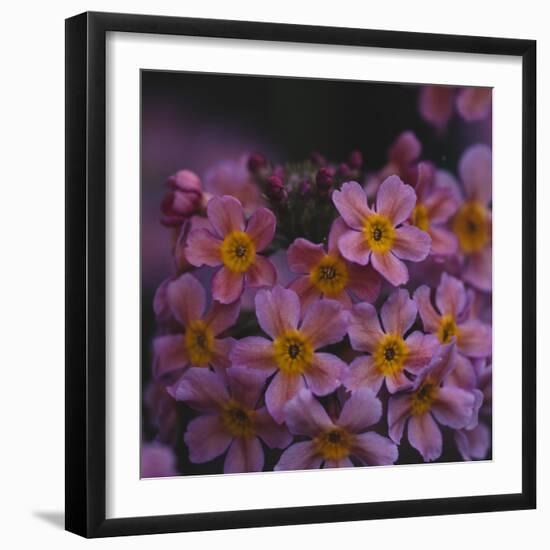 Primula x Bullesiana, a kind of primrose in the botanical garden,-Nadja Jacke-Framed Photographic Print