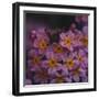 Primula x Bullesiana, a kind of primrose in the botanical garden,-Nadja Jacke-Framed Photographic Print