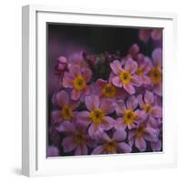 Primula x Bullesiana, a kind of primrose in the botanical garden,-Nadja Jacke-Framed Photographic Print