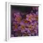 Primula x Bullesiana, a kind of primrose in the botanical garden,-Nadja Jacke-Framed Photographic Print