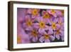 Primula x Bullesiana, a kind of primrose in the botanical garden,-Nadja Jacke-Framed Photographic Print