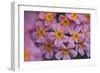 Primula x Bullesiana, a kind of primrose in the botanical garden,-Nadja Jacke-Framed Photographic Print