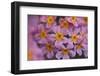 Primula x Bullesiana, a kind of primrose in the botanical garden,-Nadja Jacke-Framed Photographic Print