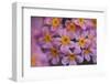 Primula x Bullesiana, a kind of primrose in the botanical garden,-Nadja Jacke-Framed Photographic Print