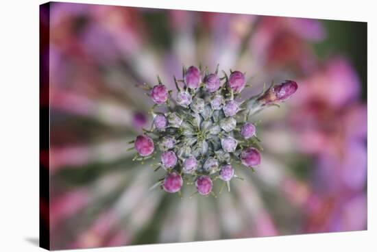 Primula x Bullesiana, a kind of primrose in the botanical garden,-Nadja Jacke-Stretched Canvas