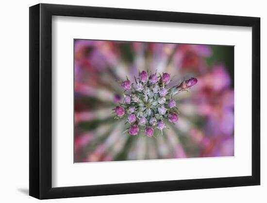 Primula x Bullesiana, a kind of primrose in the botanical garden,-Nadja Jacke-Framed Photographic Print