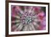 Primula x Bullesiana, a kind of primrose in the botanical garden,-Nadja Jacke-Framed Photographic Print