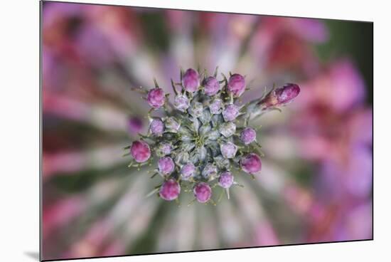 Primula x Bullesiana, a kind of primrose in the botanical garden,-Nadja Jacke-Mounted Photographic Print