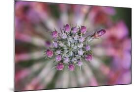 Primula x Bullesiana, a kind of primrose in the botanical garden,-Nadja Jacke-Mounted Photographic Print