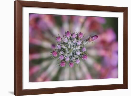 Primula x Bullesiana, a kind of primrose in the botanical garden,-Nadja Jacke-Framed Photographic Print