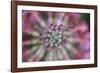 Primula x Bullesiana, a kind of primrose in the botanical garden,-Nadja Jacke-Framed Photographic Print