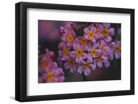 Primula x Bullesiana, a kind of primrose in the botanical garden,-Nadja Jacke-Framed Photographic Print