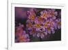 Primula x Bullesiana, a kind of primrose in the botanical garden,-Nadja Jacke-Framed Photographic Print