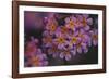 Primula x Bullesiana, a kind of primrose in the botanical garden,-Nadja Jacke-Framed Photographic Print