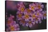 Primula x Bullesiana, a kind of primrose in the botanical garden,-Nadja Jacke-Stretched Canvas