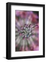 Primula x Bullesiana, a kind of primrose in the botanical garden,-Nadja Jacke-Framed Photographic Print