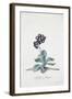 Primula-Georg Dionysius Ehret-Framed Giclee Print