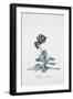 Primula-Georg Dionysius Ehret-Framed Giclee Print