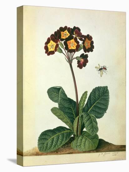 Primulaecae: a Flowering Polyanthus with a Flying Insect, 1764-Georg Dionysius Ehret-Stretched Canvas