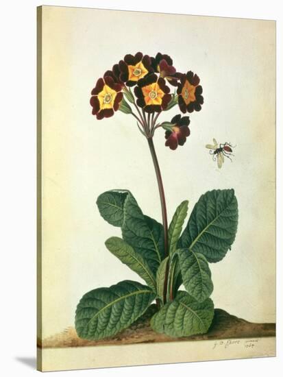 Primulaecae: a Flowering Polyanthus with a Flying Insect, 1764-Georg Dionysius Ehret-Stretched Canvas