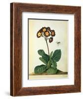 Primulaecae: a Flowering Polyanthus with a Flying Insect, 1764-Georg Dionysius Ehret-Framed Giclee Print