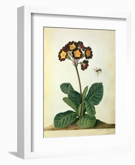Primulaecae: a Flowering Polyanthus with a Flying Insect, 1764-Georg Dionysius Ehret-Framed Giclee Print