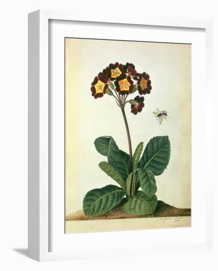 Primulaecae: a Flowering Polyanthus with a Flying Insect, 1764-Georg Dionysius Ehret-Framed Giclee Print