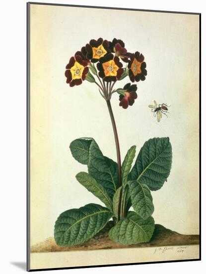 Primulaecae: a Flowering Polyanthus with a Flying Insect, 1764-Georg Dionysius Ehret-Mounted Giclee Print