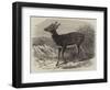 Prince Alfred's Stag, from Singapore, in the Zoological Society's Gardens-Thomas W. Wood-Framed Giclee Print