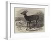 Prince Alfred's Stag, from Singapore, in the Zoological Society's Gardens-Thomas W. Wood-Framed Giclee Print