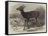 Prince Alfred's Stag, from Singapore, in the Zoological Society's Gardens-Thomas W. Wood-Framed Stretched Canvas