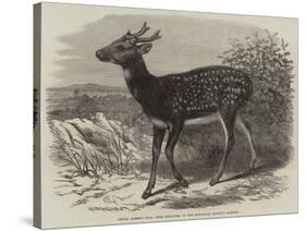 Prince Alfred's Stag, from Singapore, in the Zoological Society's Gardens-Thomas W. Wood-Stretched Canvas