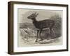 Prince Alfred's Stag, from Singapore, in the Zoological Society's Gardens-Thomas W. Wood-Framed Giclee Print