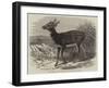 Prince Alfred's Stag, from Singapore, in the Zoological Society's Gardens-Thomas W. Wood-Framed Giclee Print