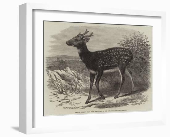 Prince Alfred's Stag, from Singapore, in the Zoological Society's Gardens-Thomas W. Wood-Framed Giclee Print