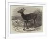 Prince Alfred's Stag, from Singapore, in the Zoological Society's Gardens-Thomas W. Wood-Framed Giclee Print