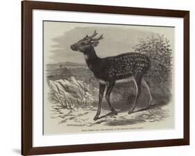 Prince Alfred's Stag, from Singapore, in the Zoological Society's Gardens-Thomas W. Wood-Framed Giclee Print