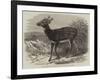 Prince Alfred's Stag, from Singapore, in the Zoological Society's Gardens-Thomas W. Wood-Framed Premium Giclee Print
