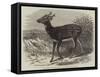 Prince Alfred's Stag, from Singapore, in the Zoological Society's Gardens-Thomas W. Wood-Framed Stretched Canvas