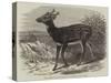 Prince Alfred's Stag, from Singapore, in the Zoological Society's Gardens-Thomas W. Wood-Stretched Canvas