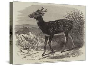 Prince Alfred's Stag, from Singapore, in the Zoological Society's Gardens-Thomas W. Wood-Stretched Canvas