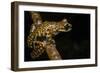 Prince Charles Stream Frog, Ecuador. Threatened Species Due to Habitat Loss-Pete Oxford-Framed Photographic Print