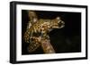 Prince Charles Stream Frog, Ecuador. Threatened Species Due to Habitat Loss-Pete Oxford-Framed Photographic Print