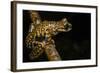 Prince Charles Stream Frog, Ecuador. Threatened Species Due to Habitat Loss-Pete Oxford-Framed Photographic Print