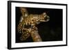 Prince Charles Stream Frog, Ecuador. Threatened Species Due to Habitat Loss-Pete Oxford-Framed Photographic Print