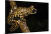Prince Charles Stream Frog, Ecuador. Threatened Species Due to Habitat Loss-Pete Oxford-Mounted Premium Photographic Print