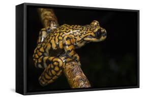 Prince Charles Stream Frog, Ecuador. Threatened Species Due to Habitat Loss-Pete Oxford-Framed Stretched Canvas