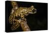 Prince Charles Stream Frog, Ecuador. Threatened Species Due to Habitat Loss-Pete Oxford-Stretched Canvas