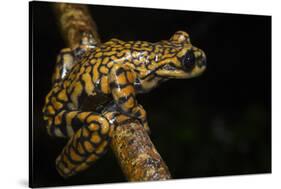 Prince Charles Stream Frog, Ecuador. Threatened Species Due to Habitat Loss-Pete Oxford-Stretched Canvas