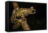 Prince Charles Stream Frog, Ecuador. Threatened Species Due to Habitat Loss-Pete Oxford-Framed Stretched Canvas